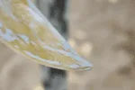 Миниатюра Шлифовка фойла